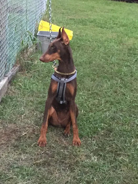Mobile Vet Clinic-Charlotte NC Picture 6