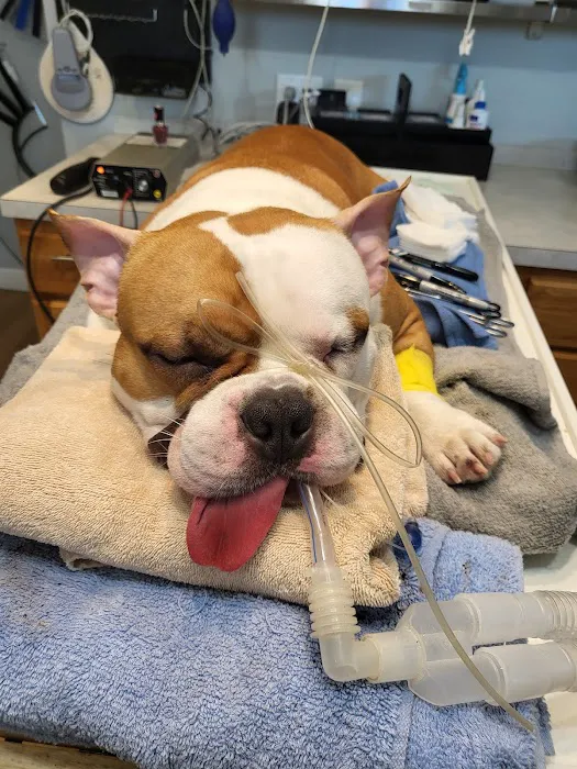 Mobile Vet Clinic-Charlotte NC Picture 3