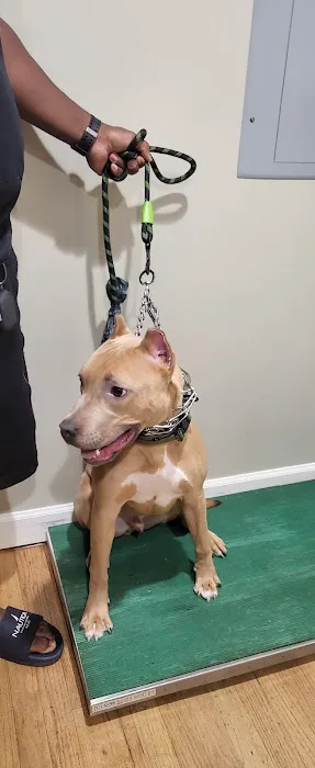 Mobile Vet Clinic-Charlotte NC Picture 1