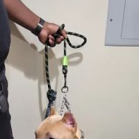 Mobile Vet Clinic-Charlotte NC ico