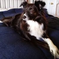 North Creek Animal Hospital ico
