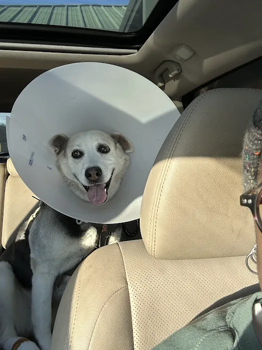 Wilkinson Animal Hospital Picture 3