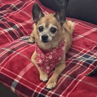 Wilkinson Animal Hospital ico