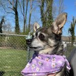 TotalBond Veterinary Hospital at Paw Creek