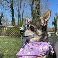 TotalBond Veterinary Hospital at Paw Creek ico