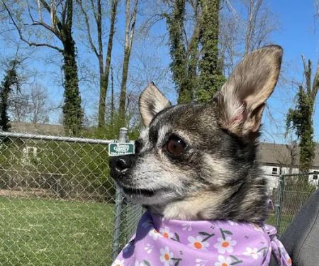 TotalBond Veterinary Hospital at Paw Creek