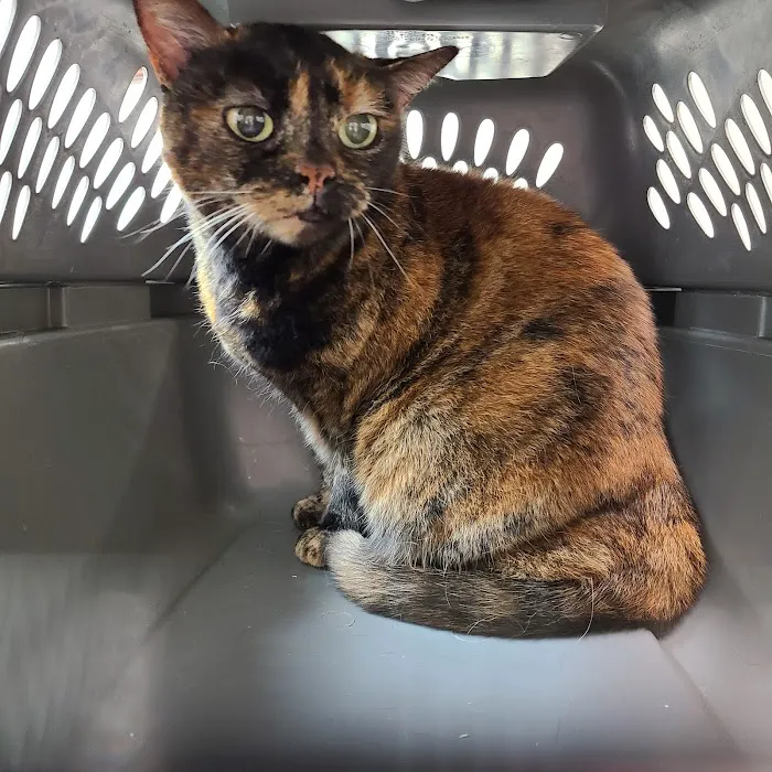 Carolina Cat Clinic: Cristobal Kayla DVM Picture 4