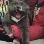 Carolina Cat Clinic: Cristobal Kayla DVM