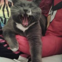 Carolina Cat Clinic: Cristobal Kayla DVM ico