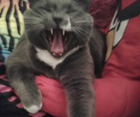 Carolina Cat Clinic: Cristobal Kayla DVM