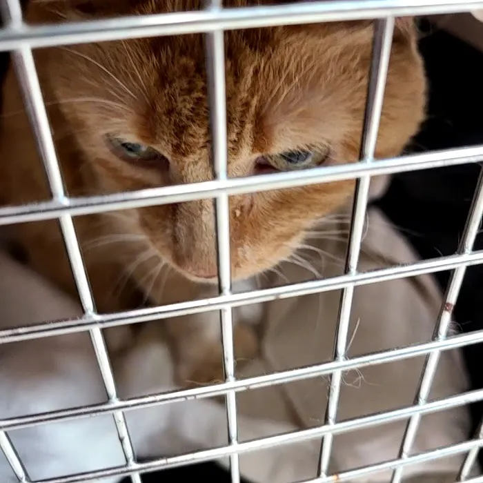 Carolina Cat Clinic: Cristobal Kayla DVM Picture 3