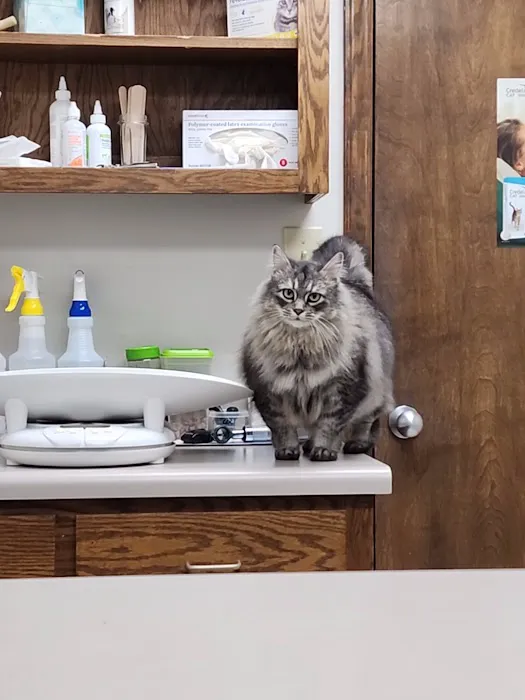 Carolina Cat Clinic: Cristobal Kayla DVM Picture 2
