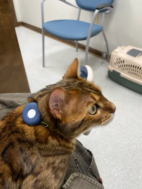 Gaston Veterinary Hospital & Carolina Cat Clinic Picture 2