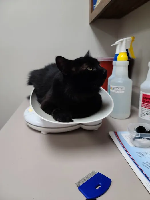 Gaston Veterinary Hospital & Carolina Cat Clinic Picture 4