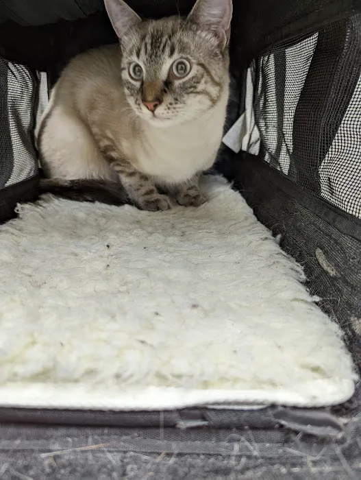 Gaston Veterinary Hospital & Carolina Cat Clinic Picture 7