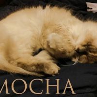 Gaston Veterinary Hospital & Carolina Cat Clinic ico