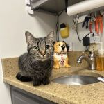 Catawba Heights Animal Hospital