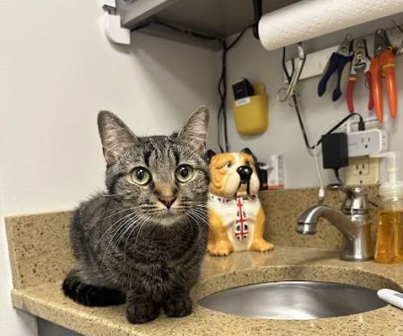 Catawba Heights Animal Hospital