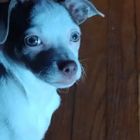 Eastridge Animal Hospital ico