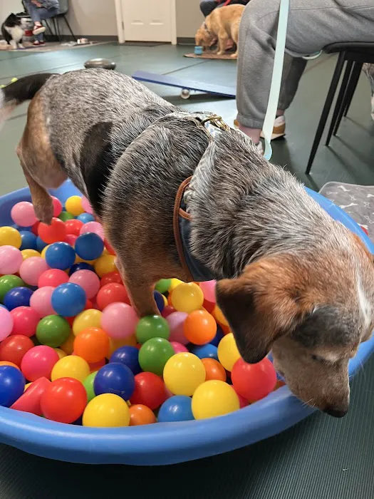 Southeast Animal Behavior + Training Picture 9