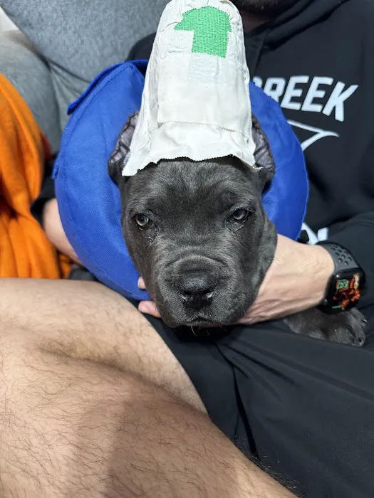 Dickson Animal Clinic Picture 5
