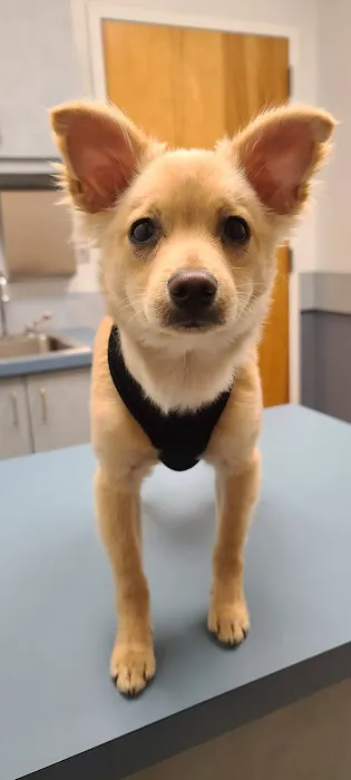 Dickson Animal Clinic Picture 1