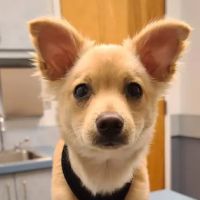 Dickson Animal Clinic ico