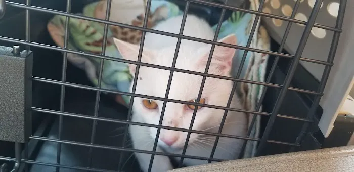 Gaston Low-Cost Spay/Neuter Clinic Picture 4