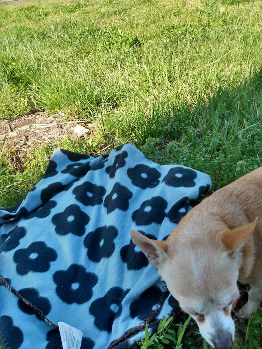 Gaston Low-Cost Spay/Neuter Clinic Picture 7