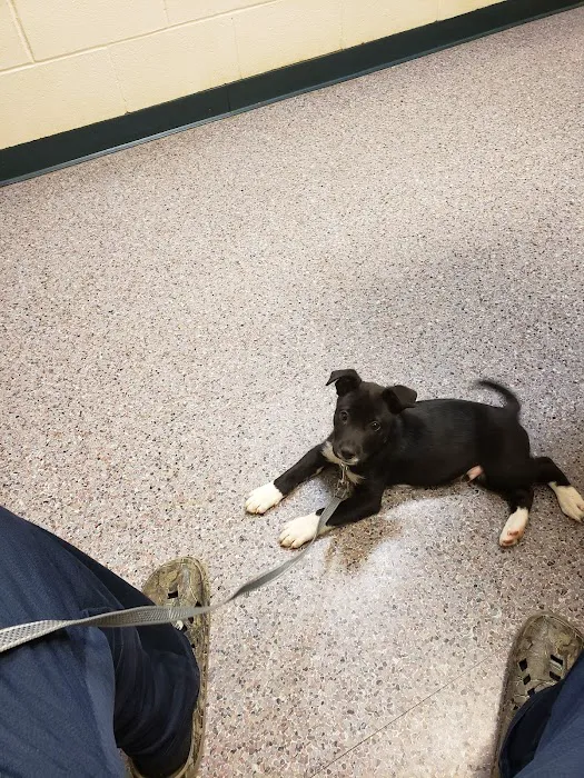 Phillips Animal Medical Hospital Picture 10