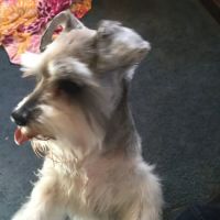 Phillips Animal Medical Hospital ico