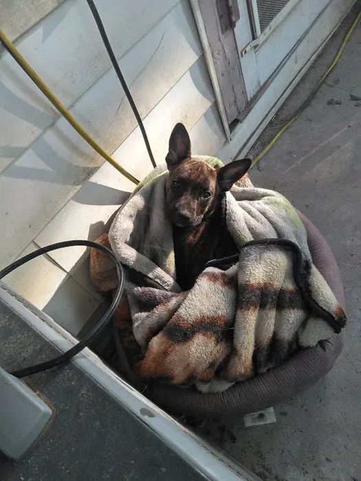 Phillips Animal Medical Hospital Picture 9
