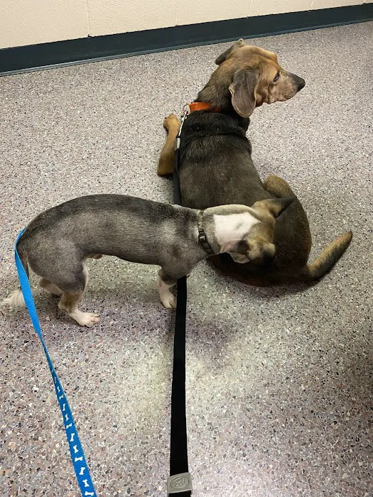 Phillips Animal Medical Hospital Picture 4