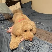 The Pet Hospital ico