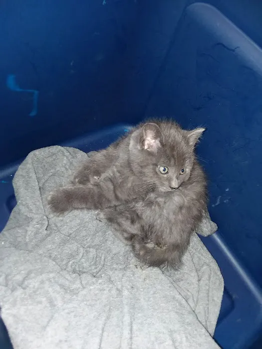 The Pet Hospital Picture 6