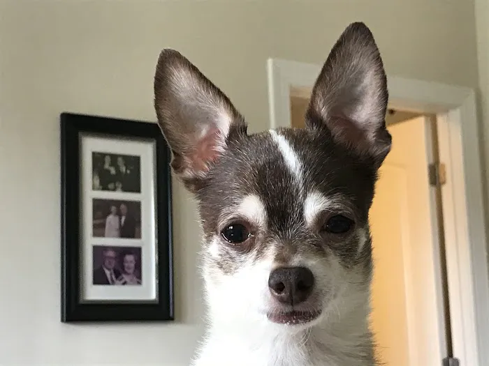 The Pet Hospital Picture 10