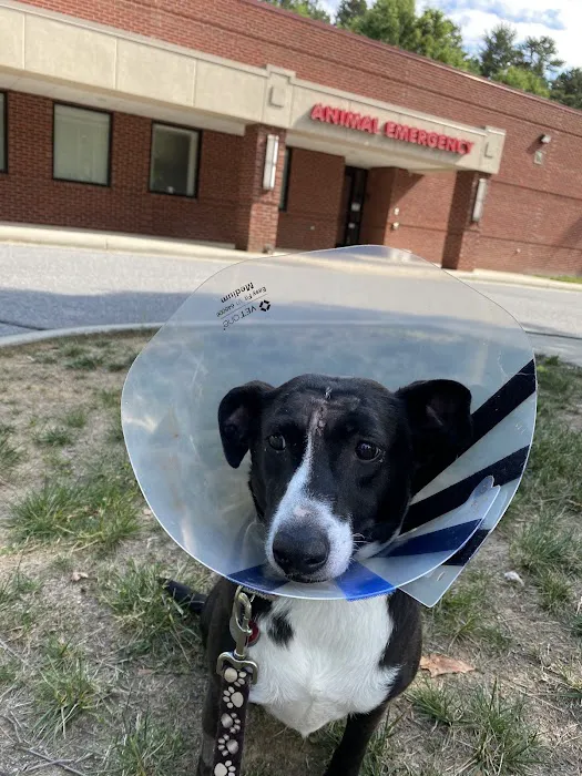 Carolina Veterinary Specialists Huntersville Picture 9