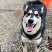 Banfield Pet Hospital ico