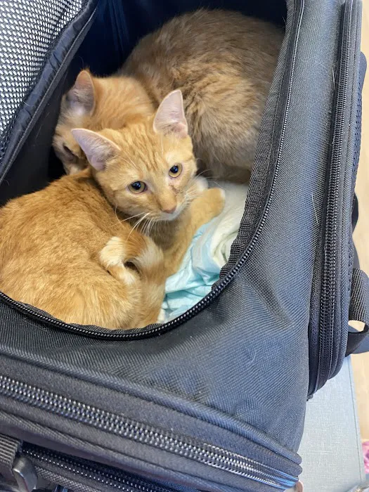 Harrisburg Animal Hospital Picture 5