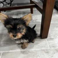 PetVet Vaccination Clinic ico