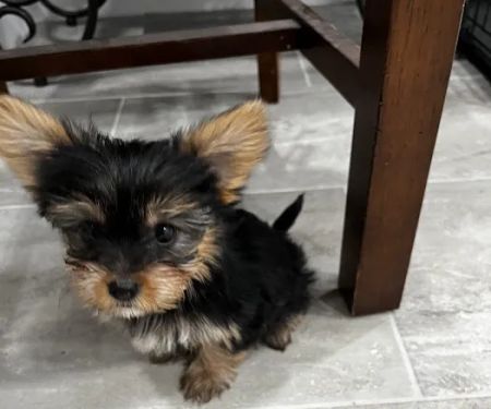 PetVet Vaccination Clinic