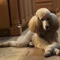 Banfield Pet Hospital ico