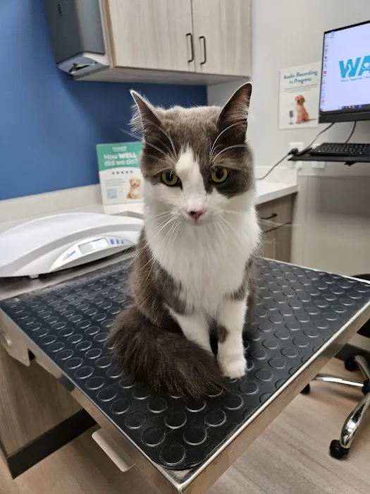 Livewell Animal Hospital of Huntersville Picture 3