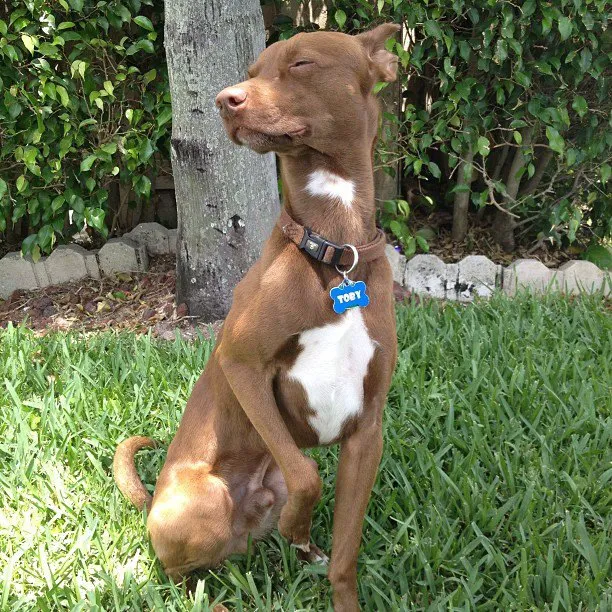 Banfield Pet Hospital Picture 9