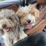 Banfield Pet Hospital