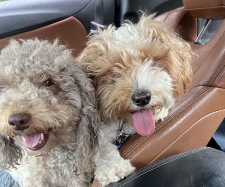 Banfield Pet Hospital