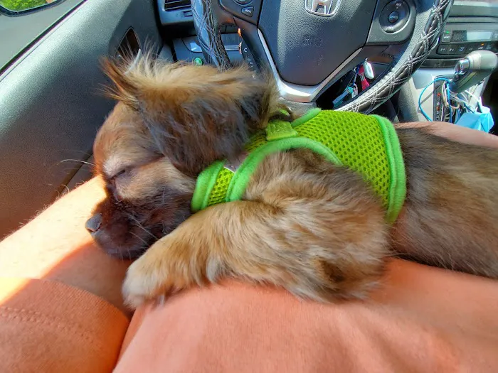 Banfield Pet Hospital Picture 4