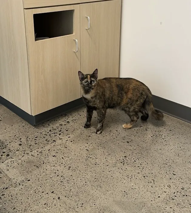Thrive Pet Healthcare - Mallard Creek Picture 3