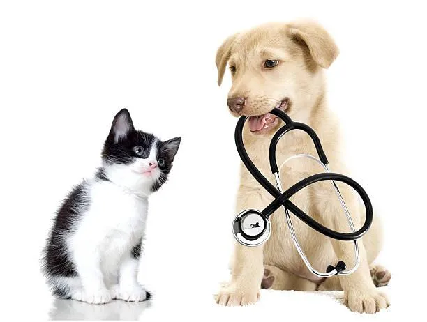 Hight Veterinary Hospital Picture 2