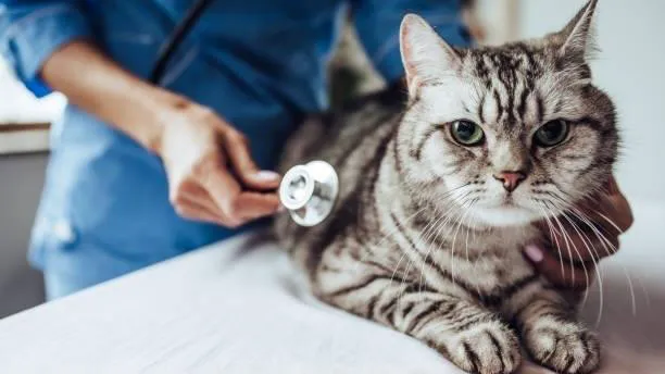 Hight Veterinary Hospital Picture 10